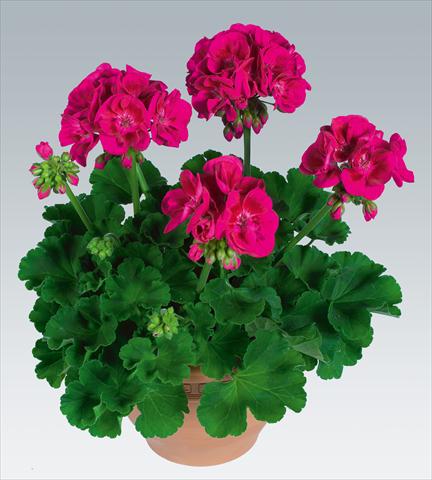 Photos von Blumenvarianten benutzt als: Topf, Beet, Terrasse Pelargonium zonale pac® Flower Fairy Berry