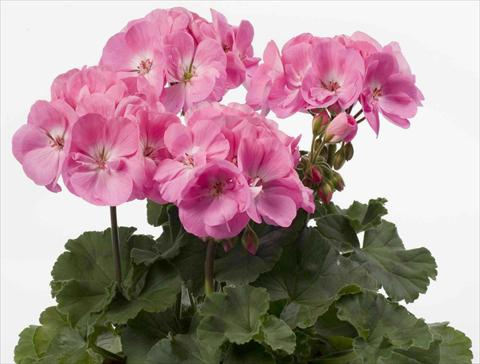 Photos von Blumenvarianten benutzt als: Topf, Beet, Terrasse Pelargonium zonale pac® Rosita