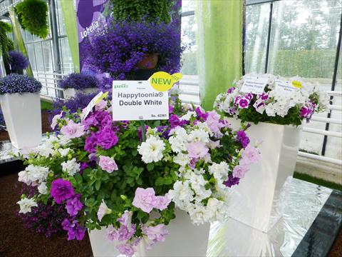 Photos von Blumenvarianten benutzt als: Topf, Beet, Terrasse, Ampel Petunia pac® Happytoonia Double Purple