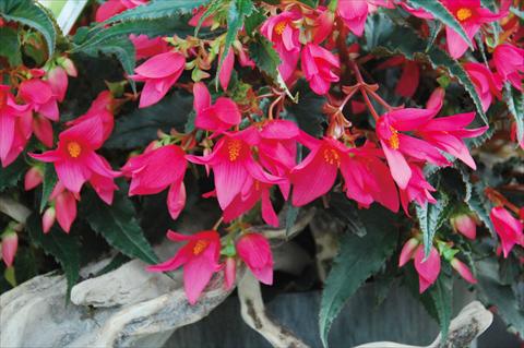 Photos von Blumenvarianten benutzt als: Beet, Topf oder Ampel Begonia boliviensis Crackling Fire® Pink