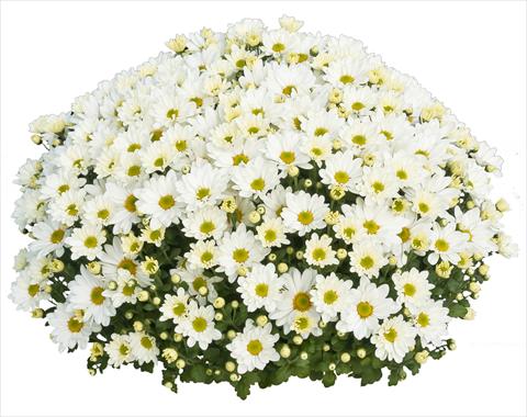Photos von Blumenvarianten benutzt als: Topf und Beet Chrysanthemum Elys Blanc 2013