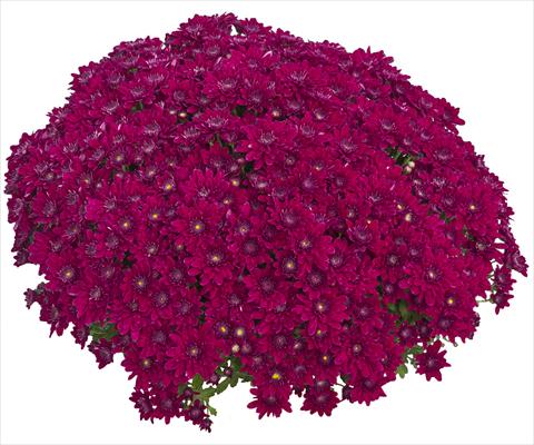 Photos von Blumenvarianten benutzt als: Topf und Beet Chrysanthemum Louna Pourpre 2013