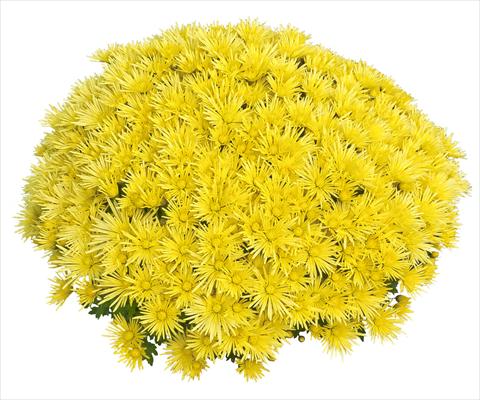 Photos von Blumenvarianten benutzt als: Topf und Beet Chrysanthemum Luxor Jaune 2013