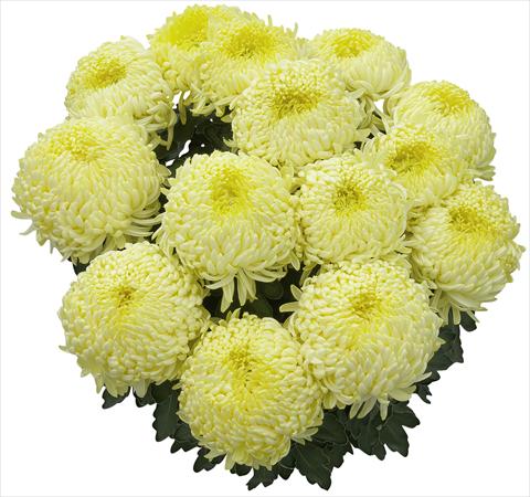 Photos von Blumenvarianten benutzt als: Topf und Beet Chrysanthemum Malibu Citron 2013