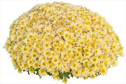 Photos von Blumenvarianten benutzt als: Topf und Beet Chrysanthemum Pasoa Vanille 2013