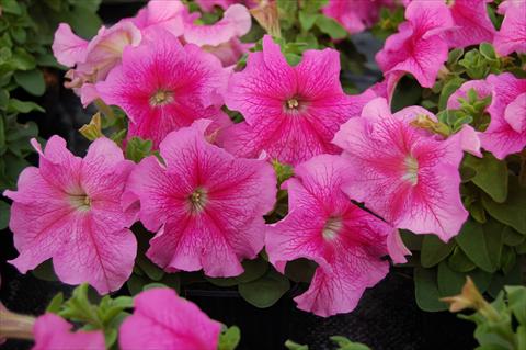 Photos von Blumenvarianten benutzt als: Beet, Topf oder Ampel Petunia x hybrida Limbo rosa venata