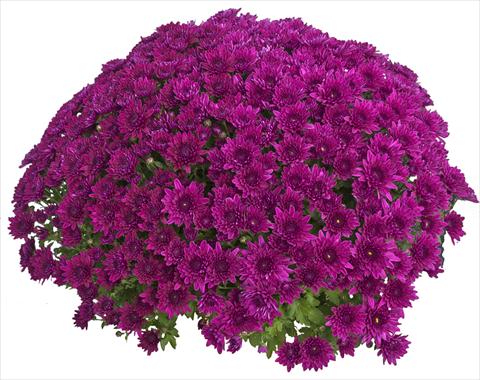 Photos von Blumenvarianten benutzt als: Topf und Beet Chrysanthemum Zelda Violet 2013