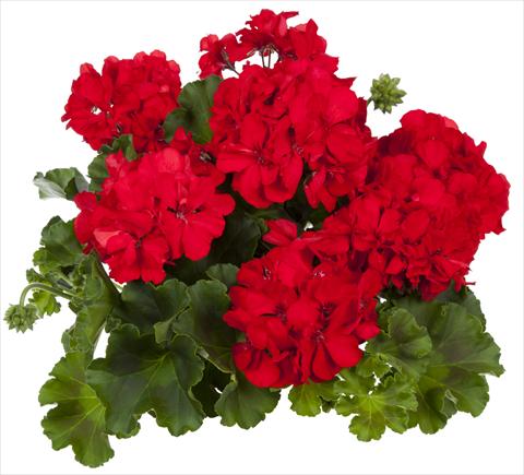 Photos von Blumenvarianten benutzt als: Terrasse, Topf Pelargonium interspecifico fides® Mambo