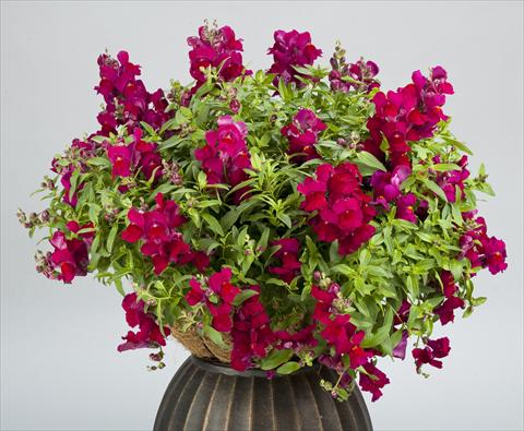 Photos von Blumenvarianten benutzt als: Topf und Beet Antirrhinum majus Candy Showers Deep Purple