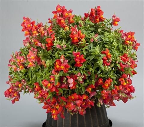 Photos von Blumenvarianten benutzt als: Topf und Beet Antirrhinum majus Candy Showers Orange