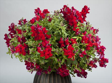 Photos von Blumenvarianten benutzt als: Topf und Beet Antirrhinum majus Candy Showers Red