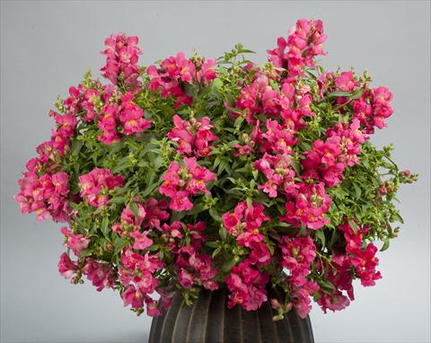 Photos von Blumenvarianten benutzt als: Topf und Beet Antirrhinum majus Candy Showers Rose