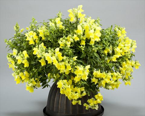 Photos von Blumenvarianten benutzt als: Topf und Beet Antirrhinum majus Candy Showers Yellow