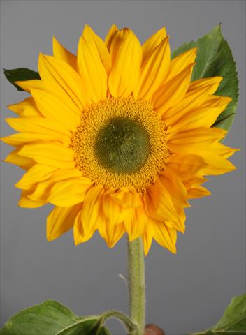 photo of flower to be used as: Cutflower Helianthus annuus Vincent®s Fresh