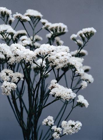 Photos von Blumenvarianten benutzt als: Topf und Beet Limonium sinuatum Qis Bianco