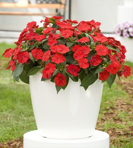 Photos von Blumenvarianten benutzt als: Topf, Beet, Terrasse, Ampel Impatiens N. Guinea SunPatiens® Compact Red
