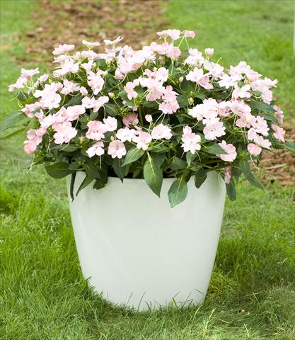 Photos von Blumenvarianten benutzt als: Topf, Beet, Terrasse, Ampel Impatiens N. Guinea SunPatiens® Vigorous Blush Pink