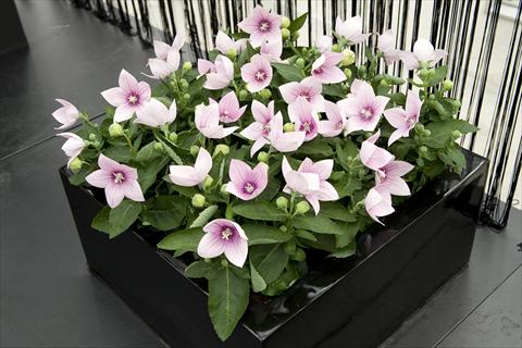Photos von Blumenvarianten benutzt als: Topf und Beet Platycodon Astra Pink