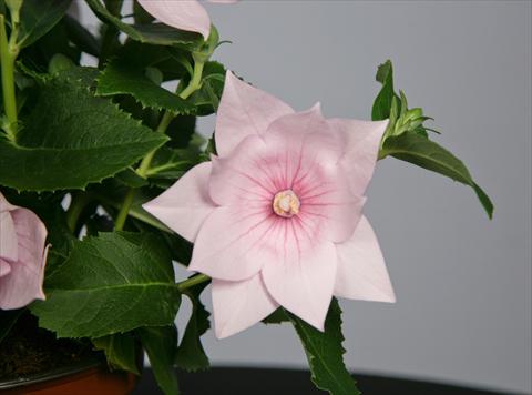 Photos von Blumenvarianten benutzt als: Topf und Beet Platycodon Astra Semi-Double Pink