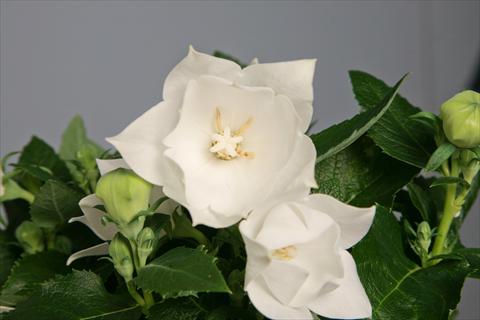 Photos von Blumenvarianten benutzt als: Topf und Beet Platycodon Astra Semi-Double White