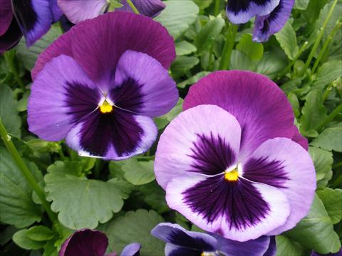 Photos von Blumenvarianten benutzt als: Topf und Beet Viola wittrockiana Dynamite Blue Jeans