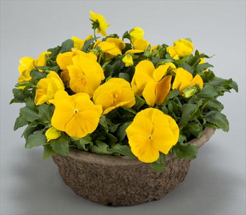 Photos von Blumenvarianten benutzt als: Topf und Beet Viola wittrockiana Power Clear Yellow