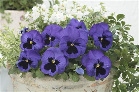 Photos von Blumenvarianten benutzt als: Topf und Beet Viola wittrockiana Premier Blue with Blotch