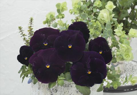 Photos von Blumenvarianten benutzt als: Topf und Beet Viola wittrockiana Premier Clear Purple