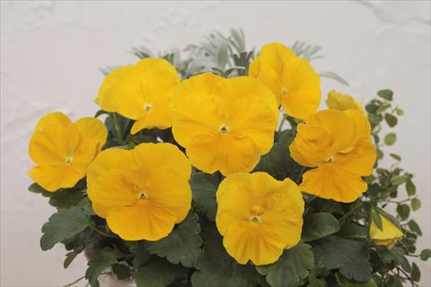 Photos von Blumenvarianten benutzt als: Topf und Beet Viola wittrockiana Premier Clear Yellow