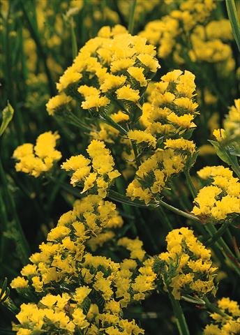 Photos von Blumenvarianten benutzt als: Topf und Beet Limonium sinuatum Qis Giallo