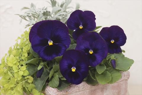 Photos von Blumenvarianten benutzt als: Topf und Beet Viola wittrockiana Premier Dark Blue with Blotch
