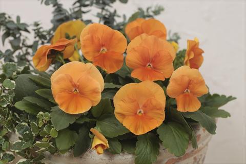 Photos von Blumenvarianten benutzt als: Topf und Beet Viola wittrockiana Premier Deep Orange