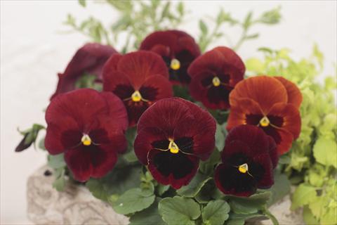 Photos von Blumenvarianten benutzt als: Topf und Beet Viola wittrockiana Premier Red with Blotch
