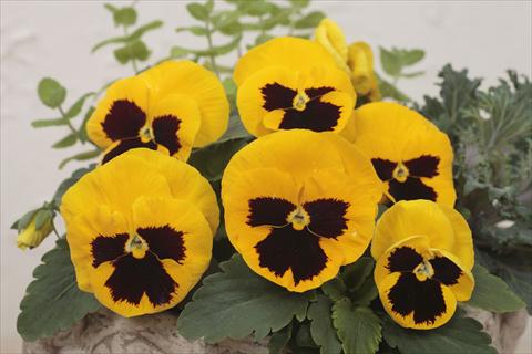 Photos von Blumenvarianten benutzt als: Topf und Beet Viola wittrockiana Premier Yellow with Blotch