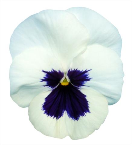 Photos von Blumenvarianten benutzt als: Topf und Beet Viola wittrockiana Premier White with Blotch