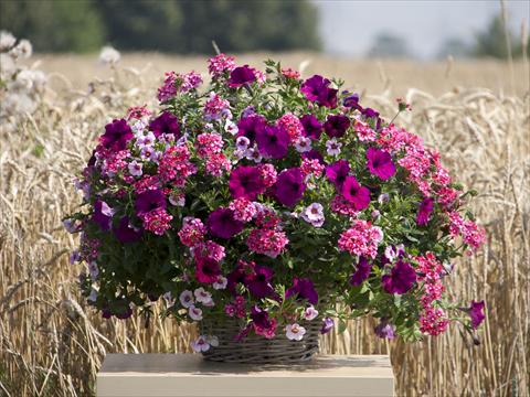 Photos von Blumenvarianten benutzt als: Topf, Beet, Terrasse 3 Combo Trixi® Cherry Kiss