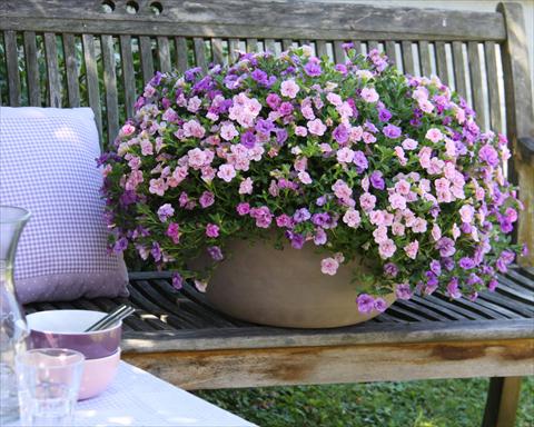 Photos von Blumenvarianten benutzt als: Topf, Beet, Terrasse 3 Combo Trixi® Pink Petticoat