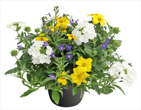 Photos von Blumenvarianten benutzt als: Topf, Beet, Terrasse 3 Combo Trixi® Riverside