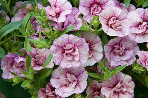 Photos von Blumenvarianten benutzt als: Topf, Beet, Terrasse, Ampel Calibrachoa MiniFamous® Double Pink Vein