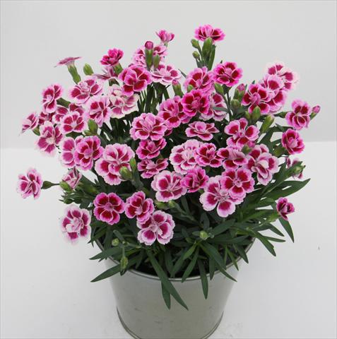 Photos von Blumenvarianten benutzt als: Ampel/Topf Dianthus Diantica® Pink Kisses
