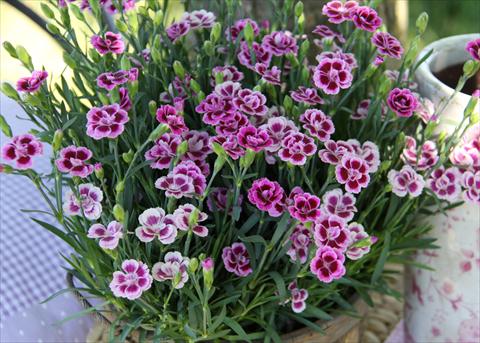 Photos von Blumenvarianten benutzt als: Ampel/Topf Dianthus Diantica® Purple Pink