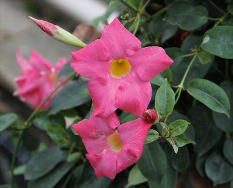 Photos von Blumenvarianten benutzt als: Terrasse, Topf Dipladenia (Mandevilla) Sevilla Compact Pink