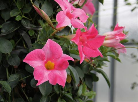 Photos von Blumenvarianten benutzt als: Terrasse, Topf Dipladenia (Mandevilla) Sevilla Pink