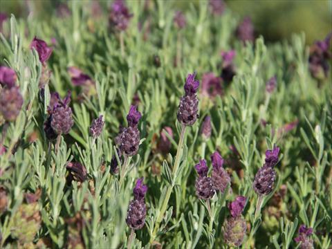 Photos von Blumenvarianten benutzt als: Topf und Beet Lavandula stoechas LaVela Dark Violet