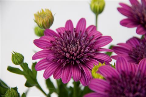 Photos von Blumenvarianten benutzt als: Topf und Beet Osteospermum FlowerPower® Double Purple 12