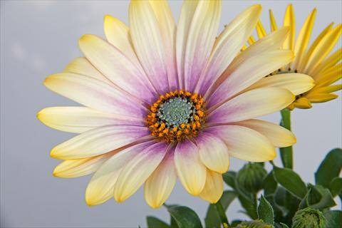 Photos von Blumenvarianten benutzt als: Topf und Beet Osteospermum FlowerPower® Shadow Lemon