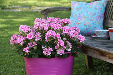 Photos von Blumenvarianten benutzt als: Topf, Beet, Terrasse Pelargonium zonale Moonlight® Katy