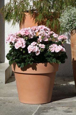 Photos von Blumenvarianten benutzt als: Topf, Beet, Terrasse Pelargonium zonale Moonlight® Leni