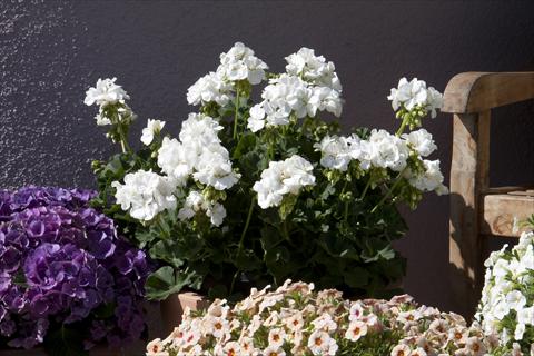 Photos von Blumenvarianten benutzt als: Topf, Beet, Terrasse Pelargonium zonale Moonlight® Sailing 12