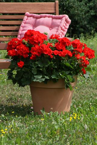 Photos von Blumenvarianten benutzt als: Topf, Beet, Terrasse Pelargonium zonale Sunrise® Carlos